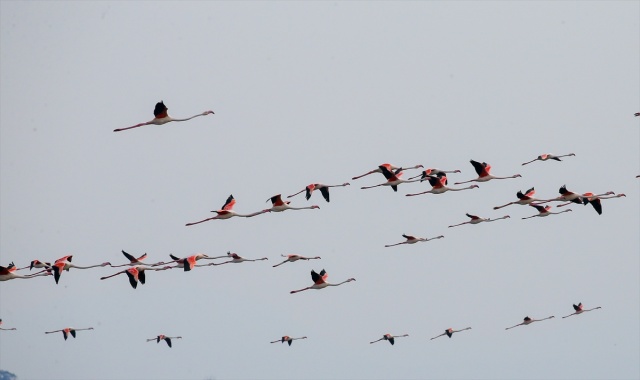 İzmir'deki 'flamingo adası' kuluçkaya yatan binlerce allı turnaya kucak açtı