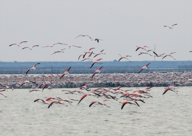 İzmir'deki 'flamingo adası' kuluçkaya yatan binlerce allı turnaya kucak açtı