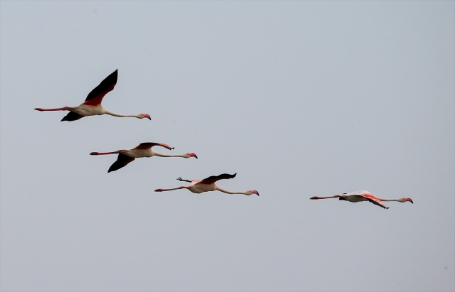 İzmir'deki 'flamingo adası' kuluçkaya yatan binlerce allı turnaya kucak açtı