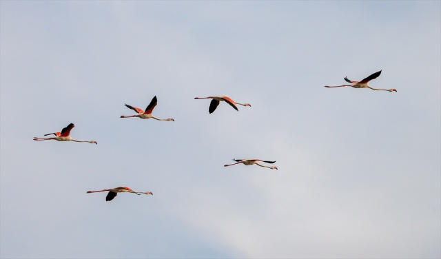 İzmir'deki 'flamingo adası' kuluçkaya yatan binlerce allı turnaya kucak açtı