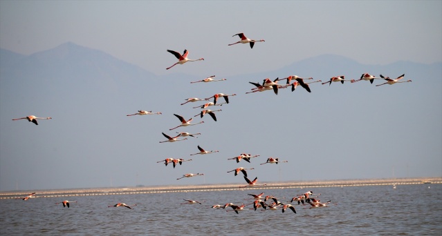 İzmir'deki 'flamingo adası' kuluçkaya yatan binlerce allı turnaya kucak açtı