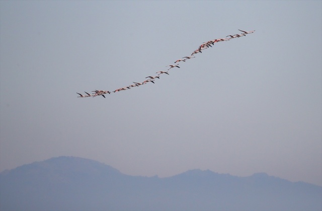 İzmir'deki 'flamingo adası' kuluçkaya yatan binlerce allı turnaya kucak açtı