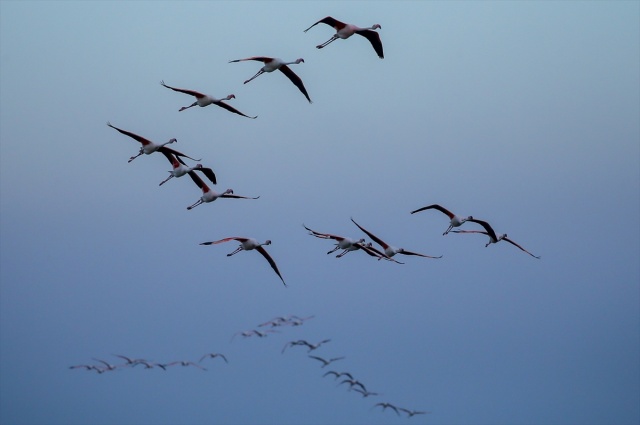 İzmir'deki 'flamingo adası' kuluçkaya yatan binlerce allı turnaya kucak açtı