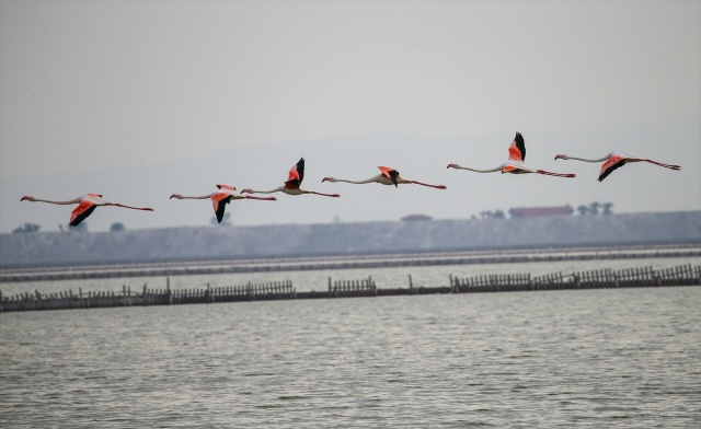 İzmir'deki 'flamingo adası' kuluçkaya yatan binlerce allı turnaya kucak açtı