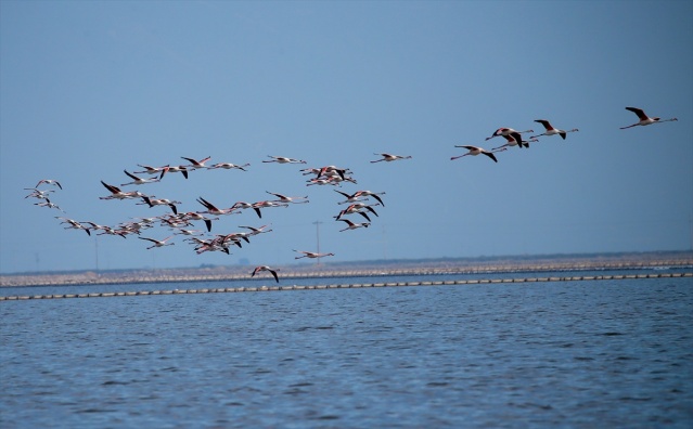 İzmir'deki 'flamingo adası' kuluçkaya yatan binlerce allı turnaya kucak açtı