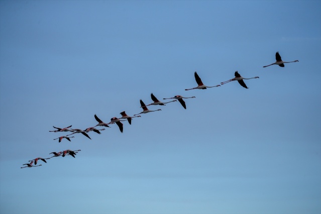 İzmir'deki 'flamingo adası' kuluçkaya yatan binlerce allı turnaya kucak açtı