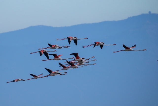 İzmir'deki 'flamingo adası' kuluçkaya yatan binlerce allı turnaya kucak açtı