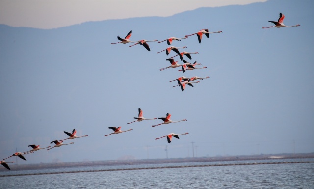 İzmir'deki 'flamingo adası' kuluçkaya yatan binlerce allı turnaya kucak açtı