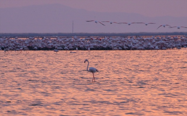 İzmir Kuş Cenneti gün batımında ayrı güzelliğe bürünüyor