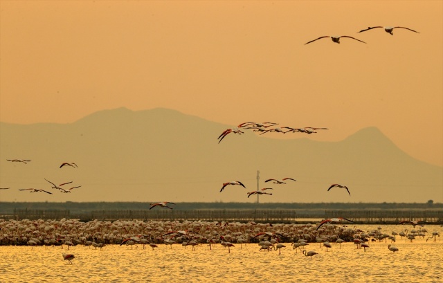 İzmir Kuş Cenneti gün batımında ayrı güzelliğe bürünüyor