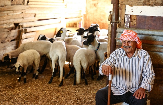 Sakız koyunu yetiştiriciliğe adanmış bir ömür