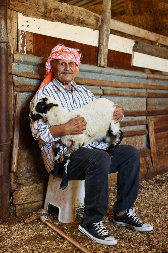 Sakız koyunu yetiştiriciliğe adanmış bir ömür