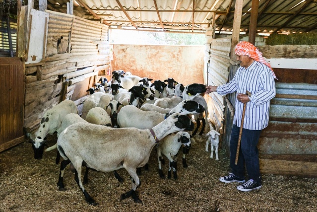 Sakız koyunu yetiştiriciliğe adanmış bir ömür