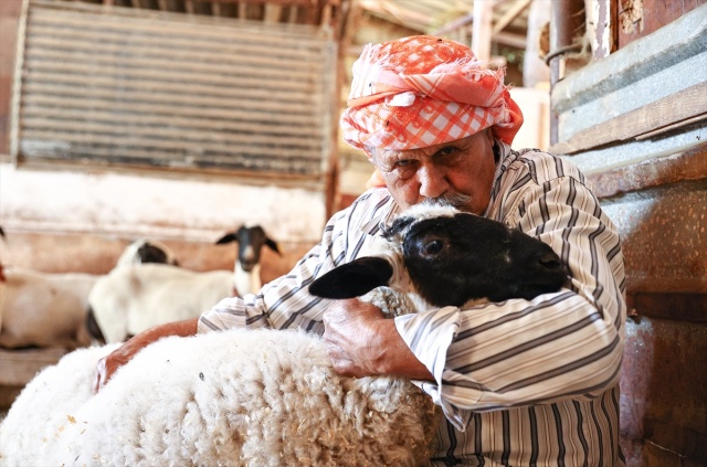 Sakız koyunu yetiştiriciliğe adanmış bir ömür