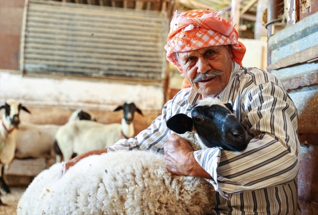 Sakız koyunu yetiştiriciliğe adanmış bir ömür