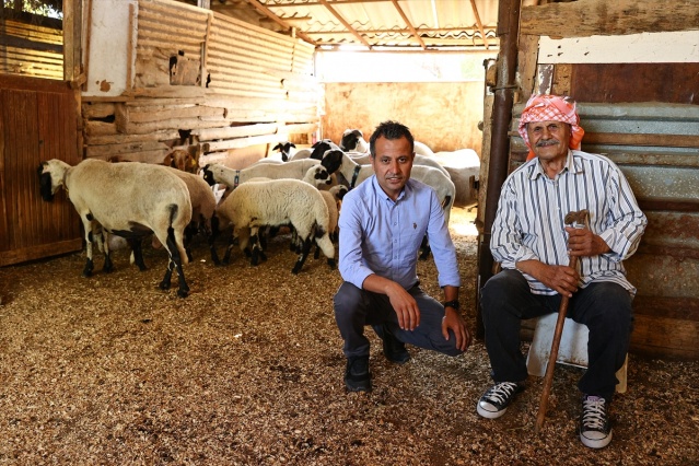 Sakız koyunu yetiştiriciliğe adanmış bir ömür