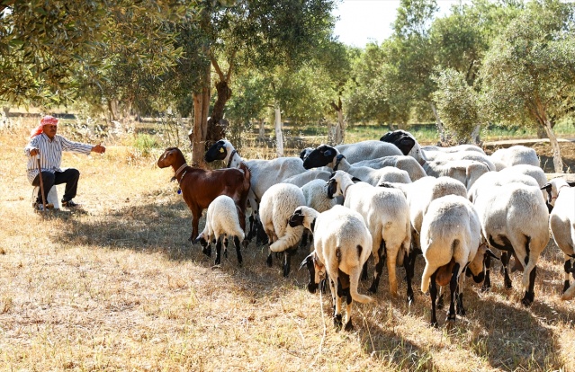 Sakız koyunu yetiştiriciliğe adanmış bir ömür