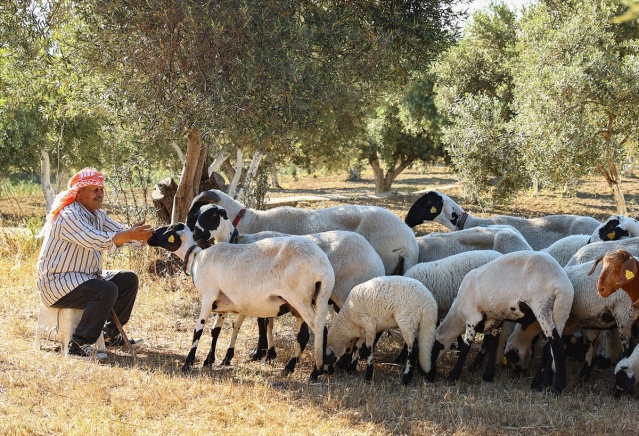 Sakız koyunu yetiştiriciliğe adanmış bir ömür