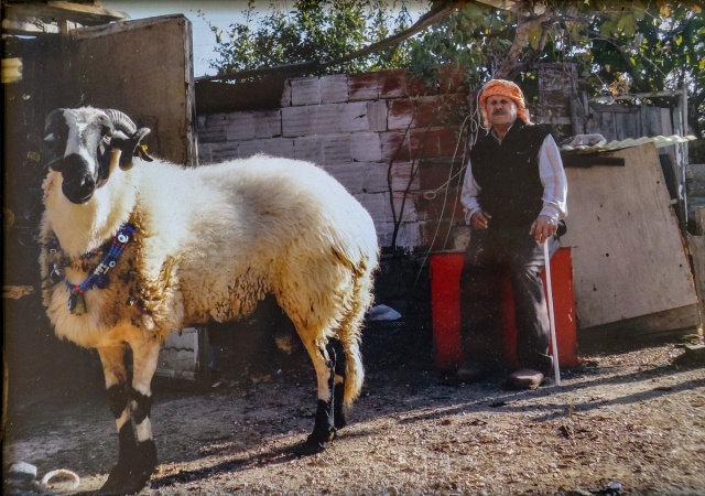 Sakız koyunu yetiştiriciliğe adanmış bir ömür