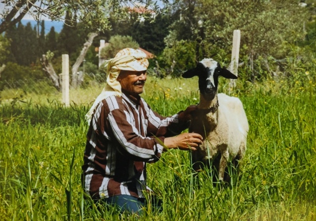 Sakız koyunu yetiştiriciliğe adanmış bir ömür