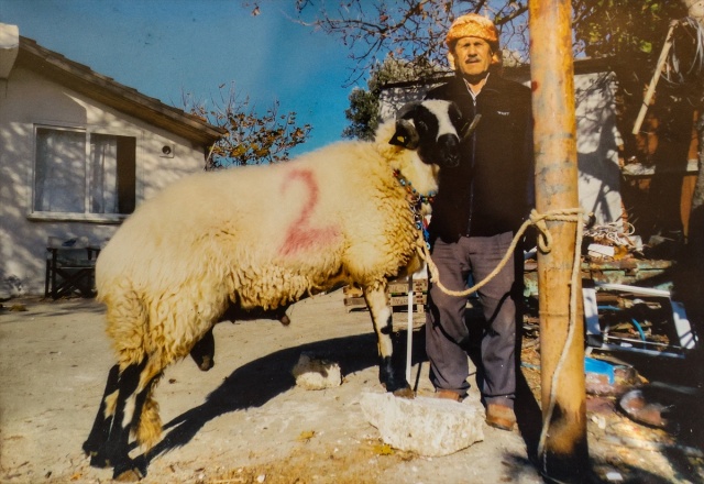 Sakız koyunu yetiştiriciliğe adanmış bir ömür