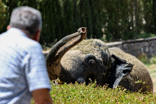 İzmir Doğal Yaşam Parkı sakinleri