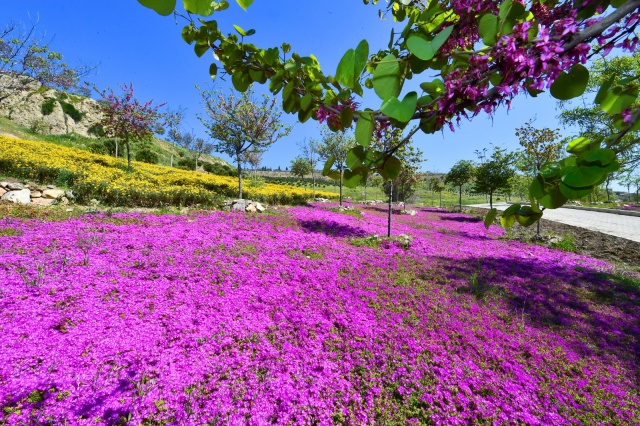 İzmir çiçek açtı!