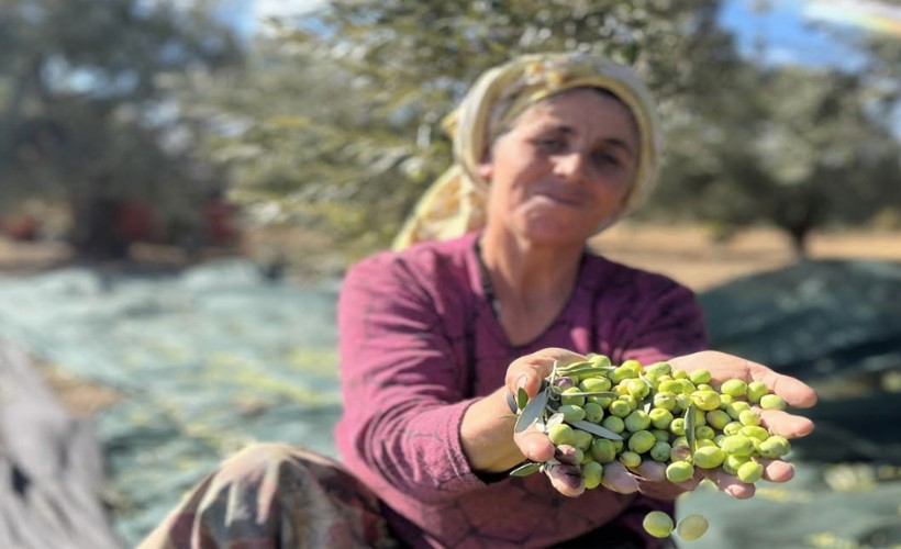 Aliağa, Zeytin Hasat Şenliğinde buluşuyor