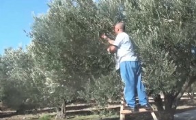 Bergama'da zeytin hasadı başladı...