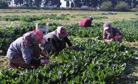 Türkiye'nin ıspanak deposunda hasat zamanı: Tarlada 4, pazarda 20 TL