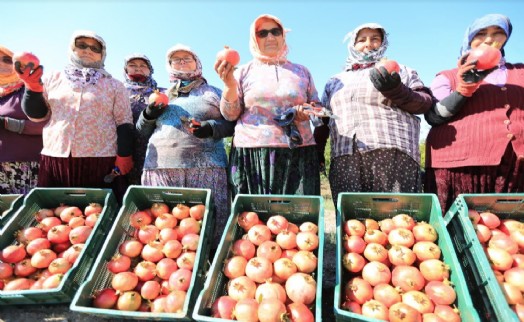 Zeytinköy'ün ilk 'nar şenliği' bu pazar yapılacak