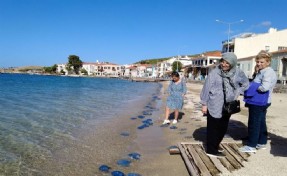 Foça plajlarında denizanası istilası: Yüzlercesi kıyıya vurdu