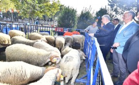 Ödemişli üreticiye küçükbaş hayvan ve yem bitkisi tohumu dağıtıldı