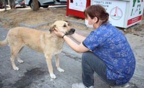 Karşıyaka’da 1 yılda yaklaşık 40 bin can dosta yardım eli uzatıldı