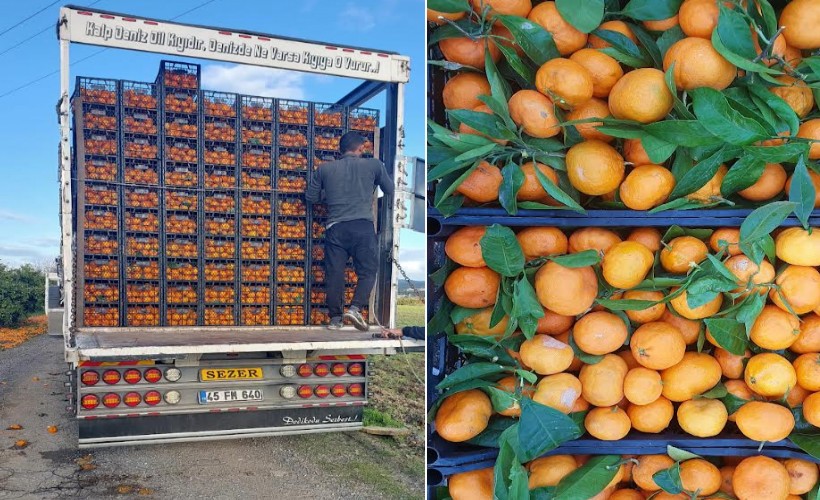 Seferihisar Belediyesi'nden depremzedelere 15 ton mandalina