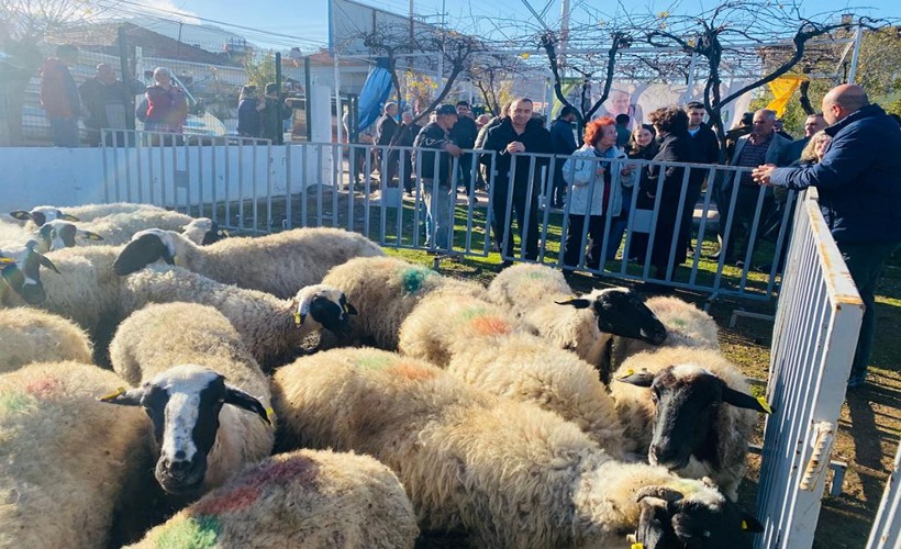 Büyükşehir'den Seferihisar’daki 19 üreticiye 72 küçükbaş