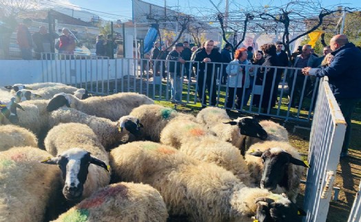 Büyükşehir'den Seferihisar’daki 19 üreticiye 72 küçükbaş