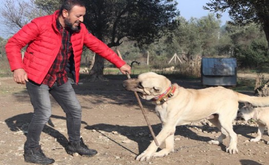 Köpek saldırıları için uzmanı uyardı: Kaçmayın, göz teması kurmayın, panik yapmayın