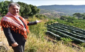 Bornova Kınalı Bamyası’na koruma kalkanı