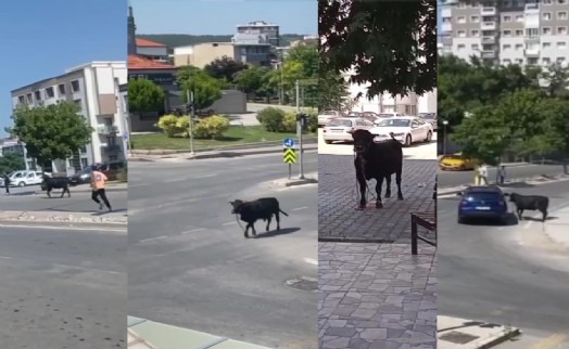 İzmir'de kurbanlık danalar kaçtı, sahipleri kovaladı