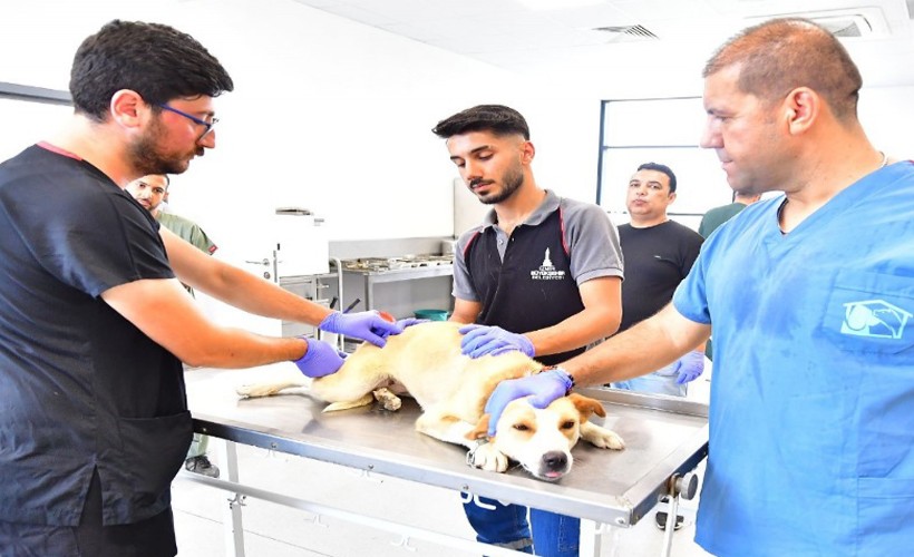 İzmir’de bir yılda 25 bin kedi ve köpek kısırlaştırıldı