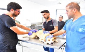 İzmir’de bir yılda 25 bin kedi ve köpek kısırlaştırıldı