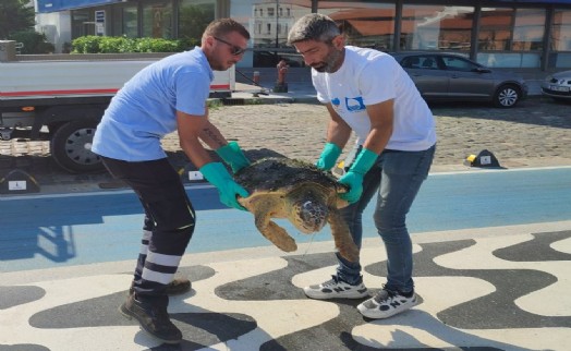 Körfez’de yaralı Caretta Caretta  bulundu