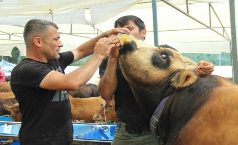 Kurbanlık büyükbaş hayvan seçerken nelere dikkat edilmeli