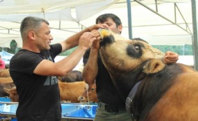 Kurbanlık büyükbaş hayvan seçerken nelere dikkat edilmeli