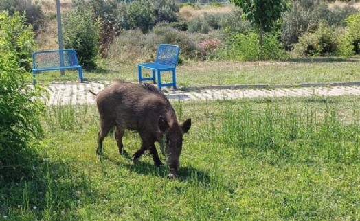 Aç kalan domuzlar şehre indi