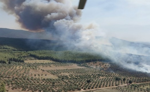 Bodrum'da orman yangını çıktı