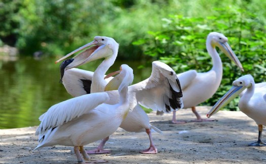 İzmir Doğal Yaşam Parkı’nın göçmen kuşları