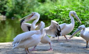 İzmir Doğal Yaşam Parkı’nın göçmen kuşları