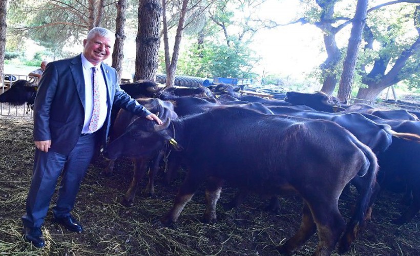 İzmir mozzarellası için üreticiye destek devam ediyor